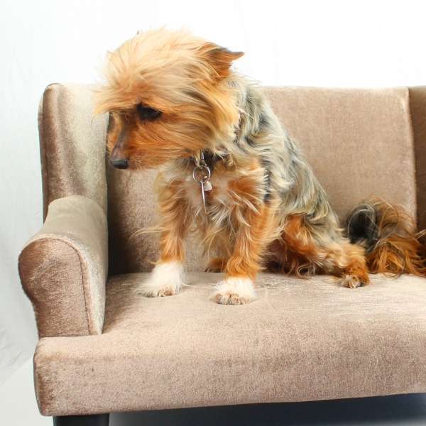 Kleintiersofa "Mary"