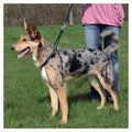 Trixie Easywalk Basic Erziehungsgeschirr - M