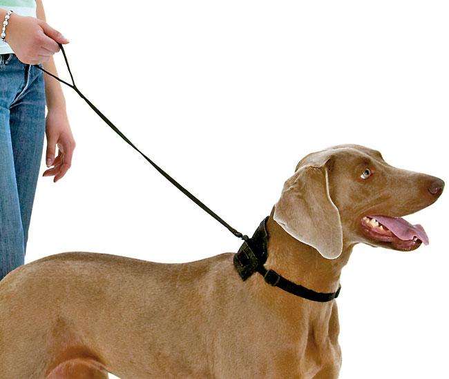Karlie TOM DOG Halsband und Leine in einem - 50-70 cm