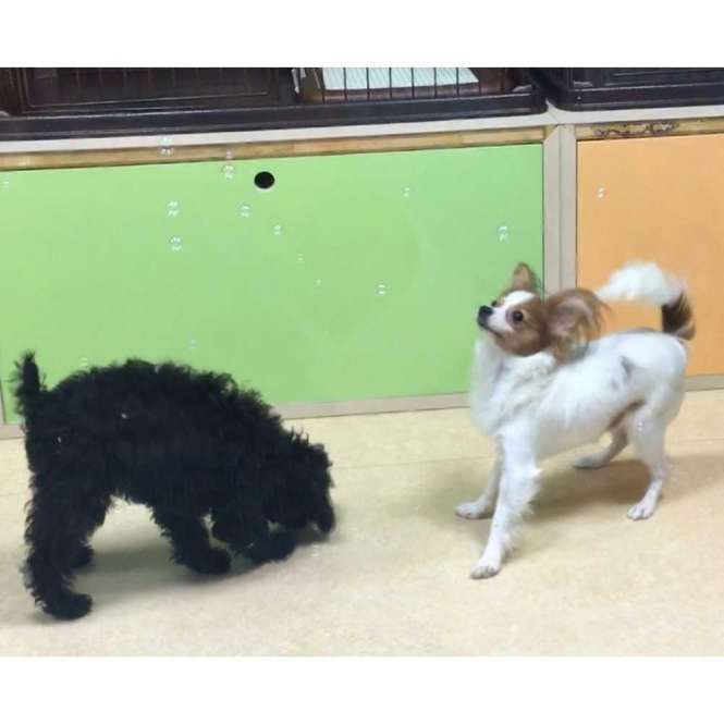 Pet Qwerks Doggy IcrediBubbels - Seifenblasen