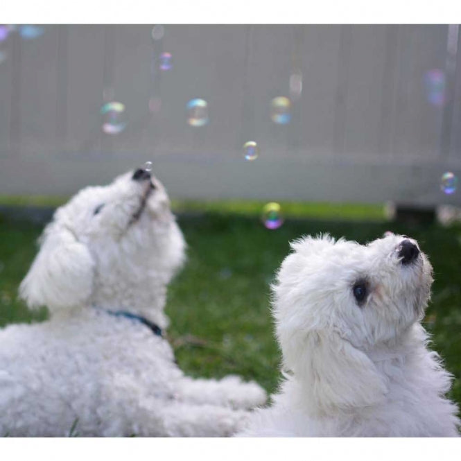Pet Qwerks Doggy IcrediBubbels - Seifenblasen