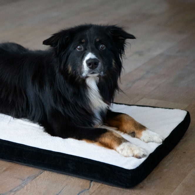 PROCYON Hundematte - Schwarz