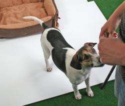 Pet-Star Bett/Kissen NEVADA, 72 cm - Braun