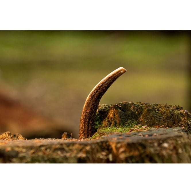 Viking Antler Hard Rothirschgeweih - M
